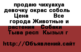 продаю чихуахуа девочку,окрас соболь › Цена ­ 25 000 - Все города Животные и растения » Собаки   . Тыва респ.,Кызыл г.